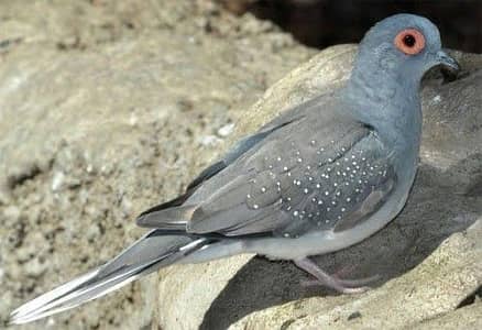 Red Eyes Dove
