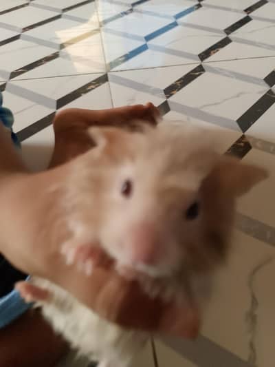 lite gray active mail hamster pora ad par lain phir rabta karayn thank
