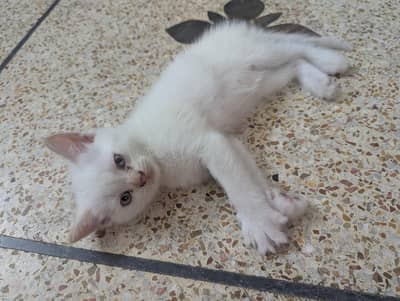 2 male kittens with blue eyes