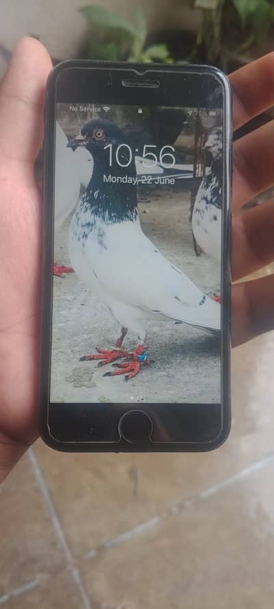 Apple iPhone 7