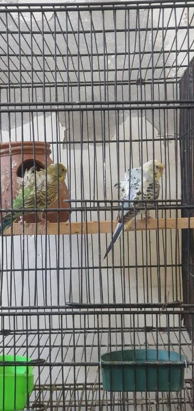 hugorumo budgie