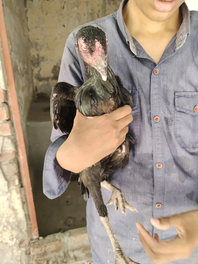 Kala Nawab X Mushki urgent sale — photo 3