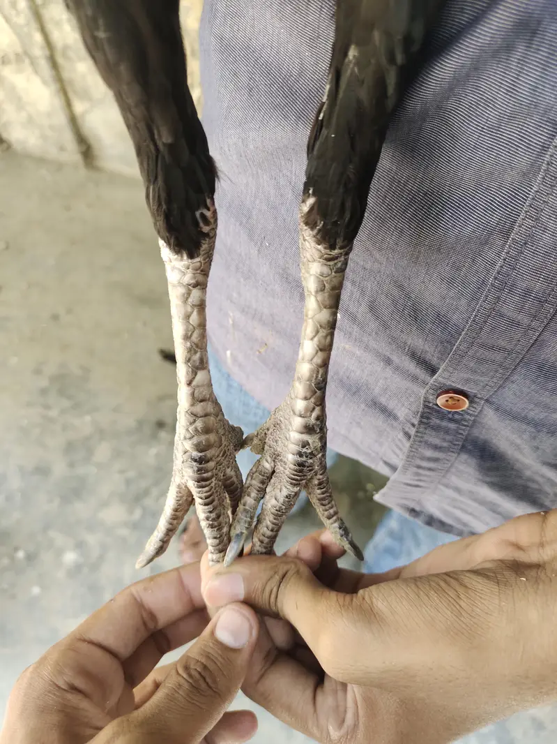 Kala Nawab X Mushki urgent sale — photo 4