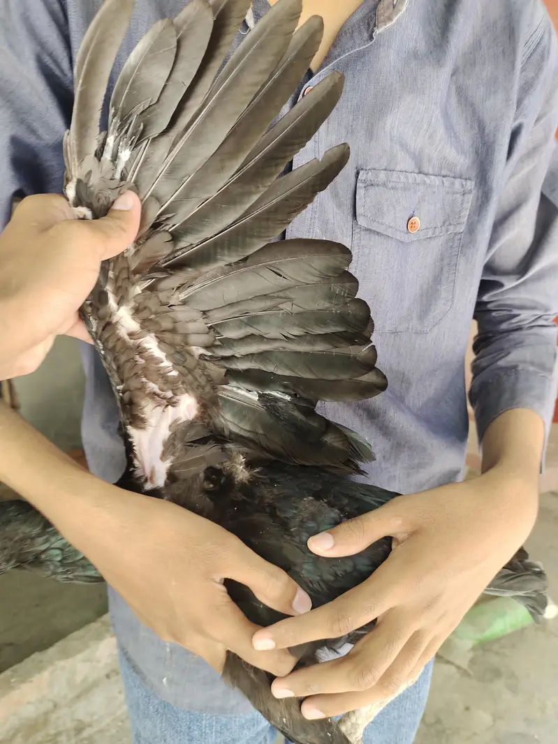 Kala Nawab X Mushki urgent sale — photo 5