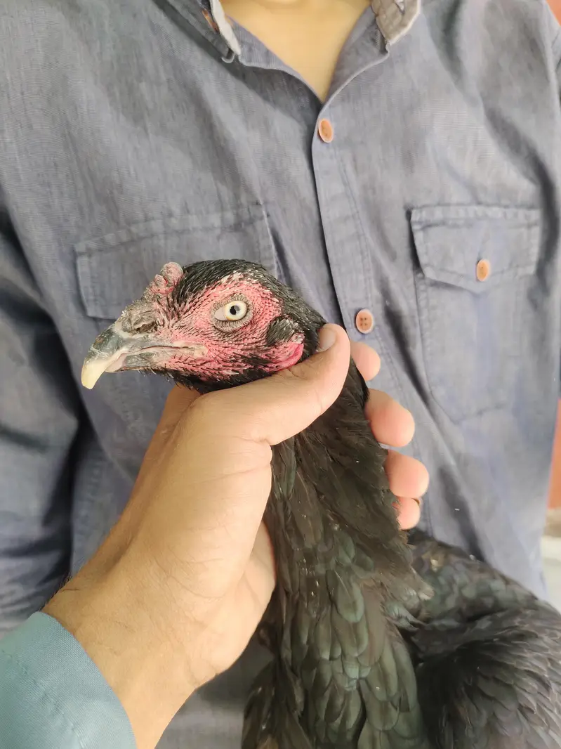 Kala Nawab X Mushki urgent sale — photo 7