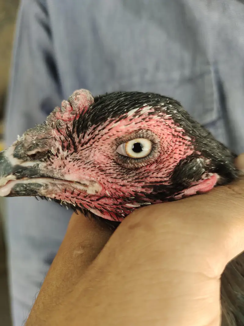 Kala Nawab X Mushki urgent sale — photo 8