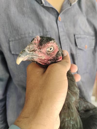 Kala Nawab X Mushki urgent sale