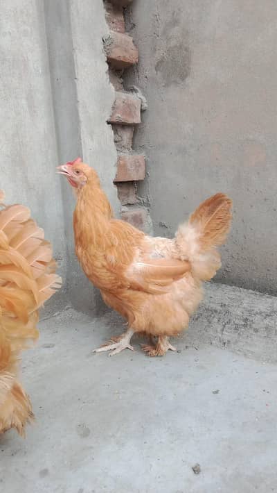 high quality breader pair female egg lay Karti ha