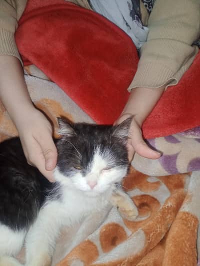 Persian exotic shorthair male for sale