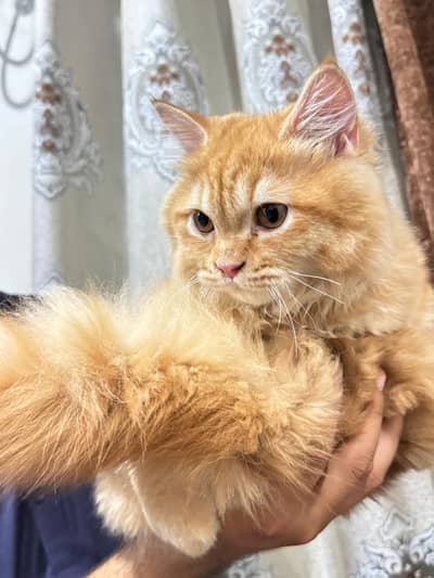kittens ready for new home