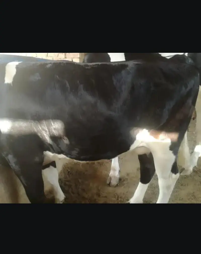 fresion cows 03208300546 — photo 2