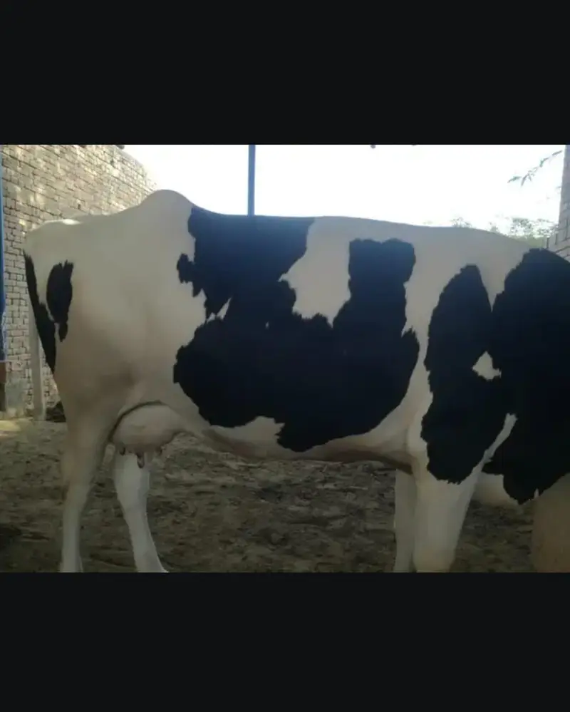 fresion cows 03208300546 — photo 3