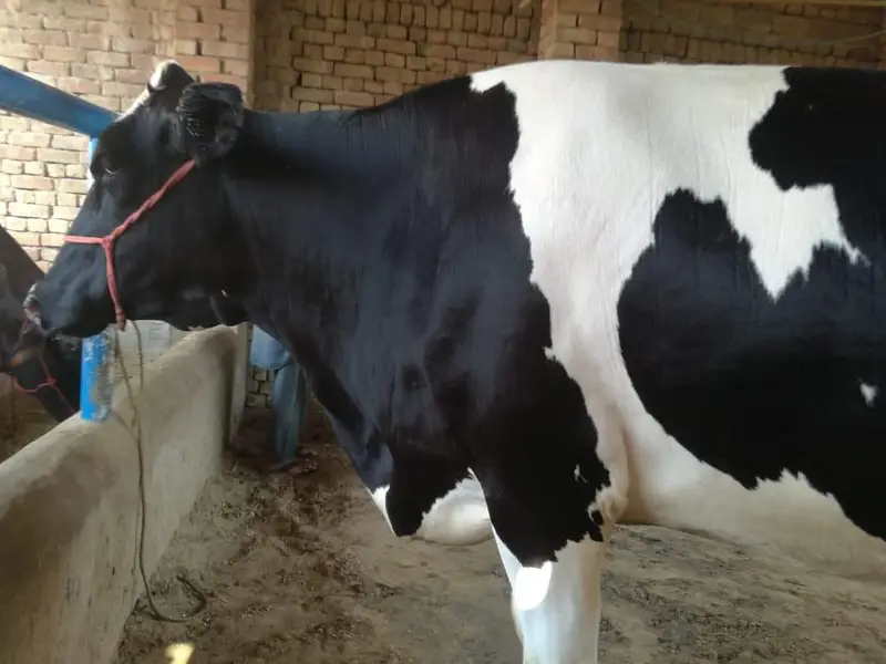 fresion cows 03208300546 — photo 4