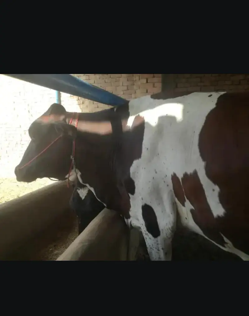 fresion cows 03208300546 — photo 7