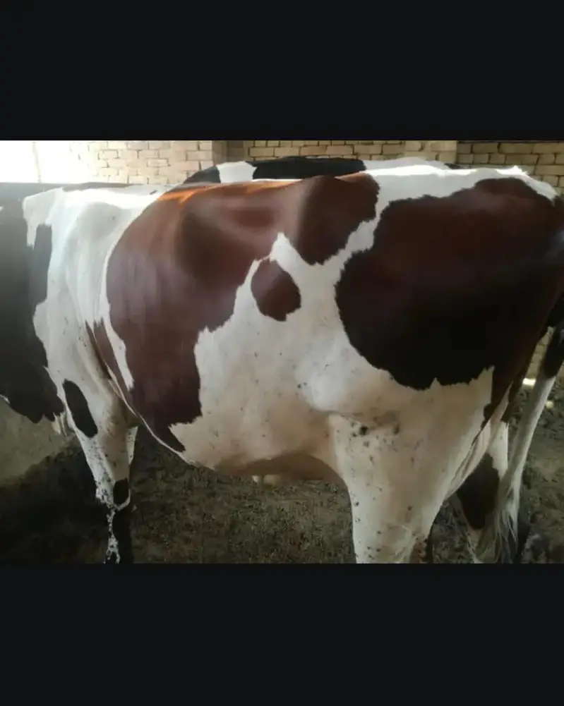 fresion cows 03208300546 — photo 8