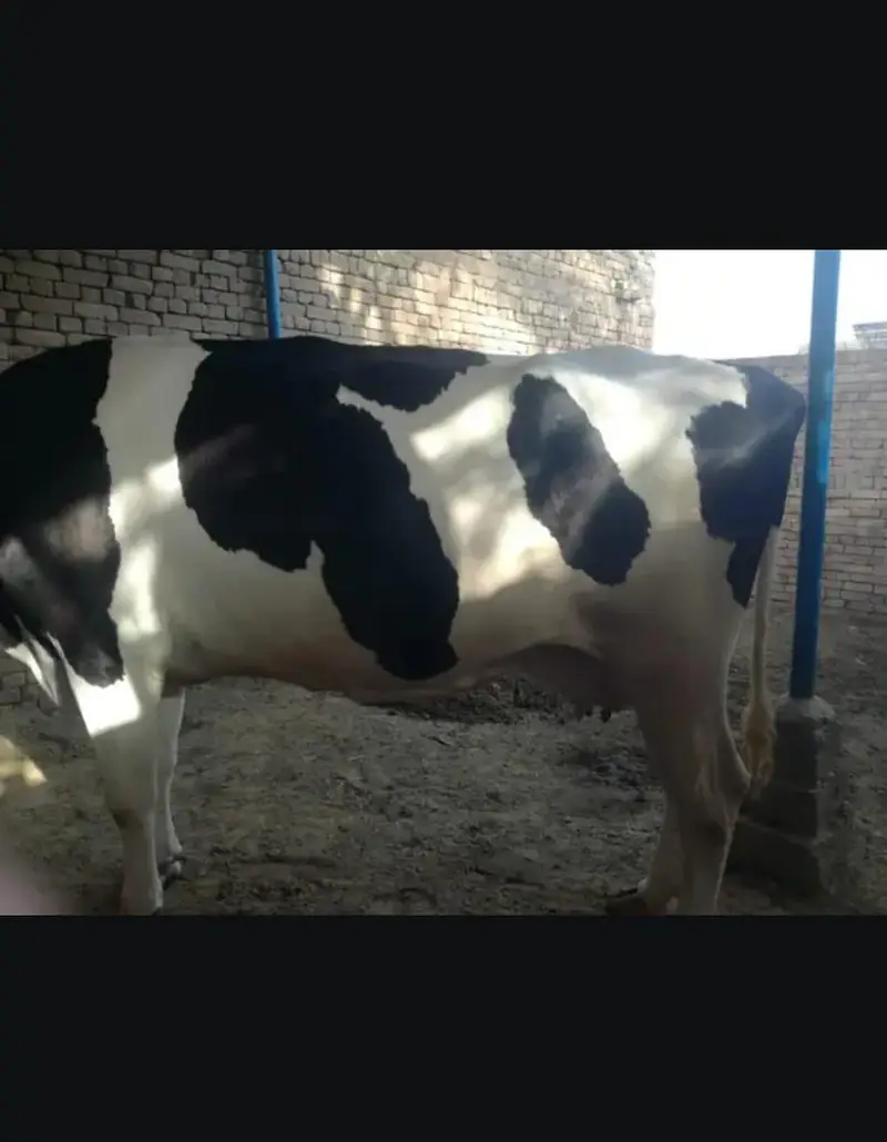fresion cows 03208300546 — photo 12