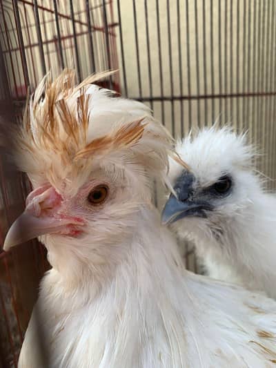 Silkie and Polish Chicks