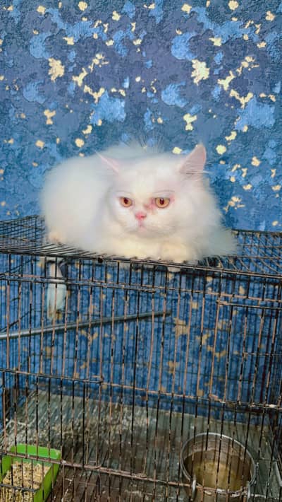 Persian punch face Male