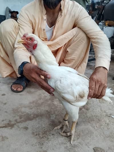 aseel heera