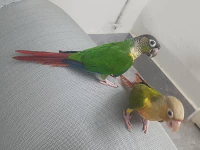 conure