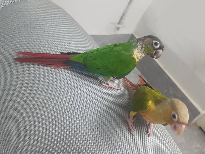 conure 0