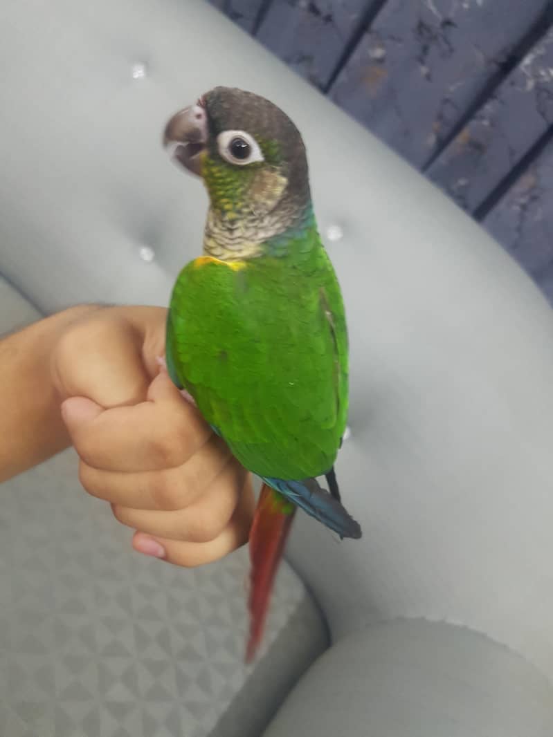 conure 1