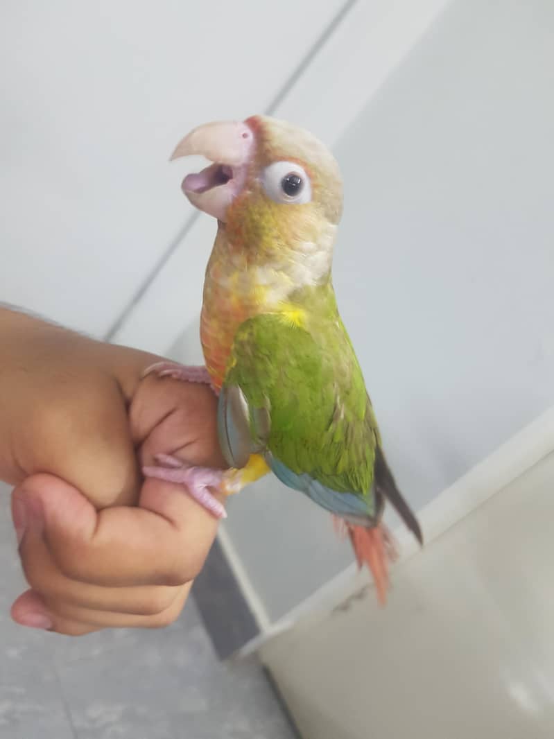 conure 2
