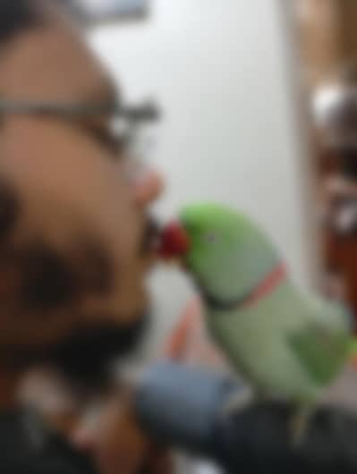 Kashmiri pahadi Parrot – Healthy & Active | Rs 39999