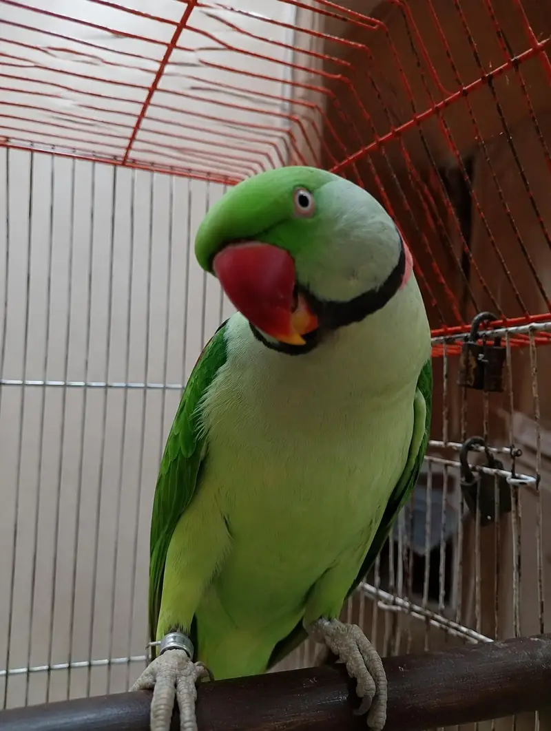 Kashmiri pahadi Parrot – Healthy & Active | Rs 39999 — photo 2