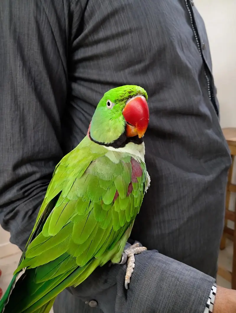 Kashmiri pahadi Parrot – Healthy & Active | Rs 39999 — photo 3
