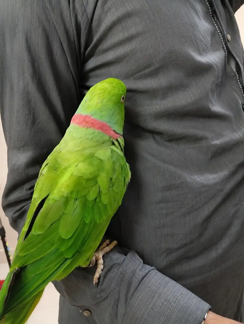 Kashmiri pahadi Parrot – Healthy & Active | Rs 39999 — photo 4