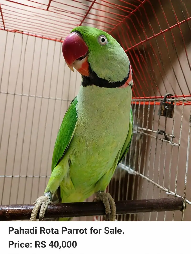 Kashmiri pahadi Parrot – Healthy & Active | Rs 39999 — photo 5