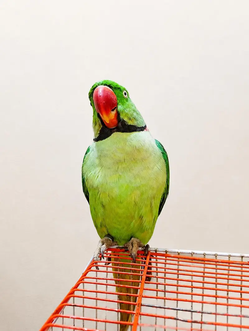 Kashmiri pahadi Parrot – Healthy & Active | Rs 39999 — photo 6