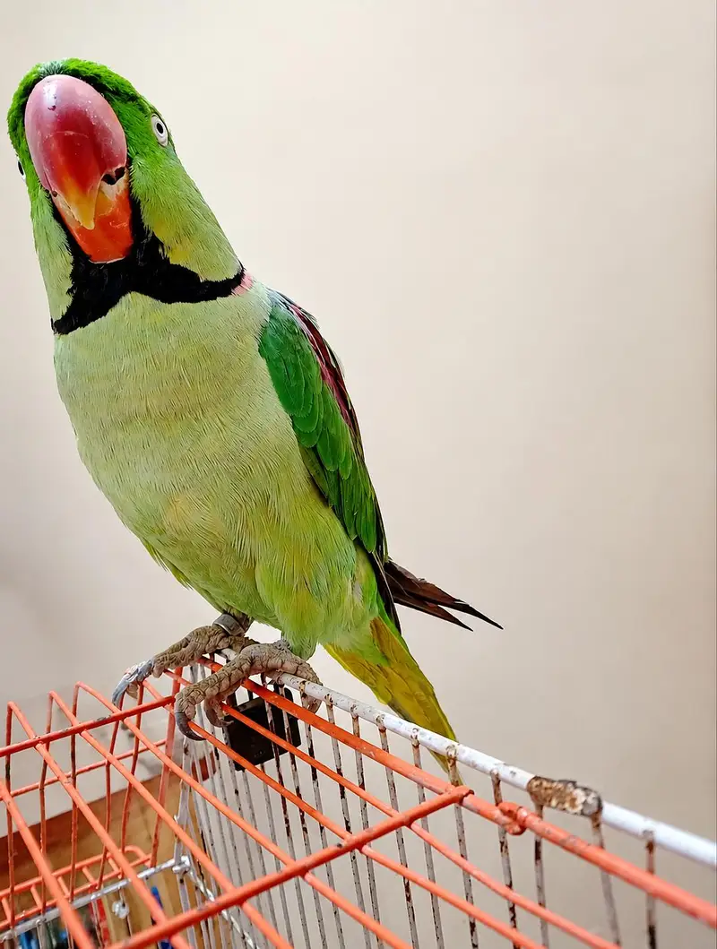 Kashmiri pahadi Parrot – Healthy & Active | Rs 39999 — photo 7