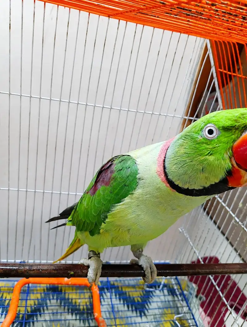 Kashmiri pahadi Parrot – Healthy & Active | Rs 39999 — photo 8