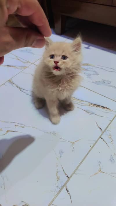 Persion kittens for sell