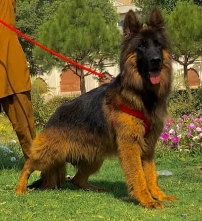 propar long cute gsd Mail confirm breedar for sale
