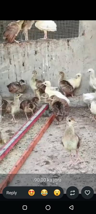 peacock  chicks available for sale