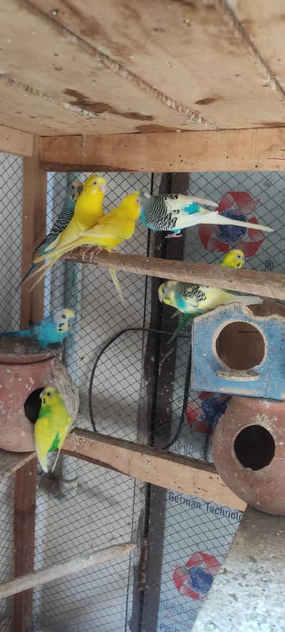australian and love birds