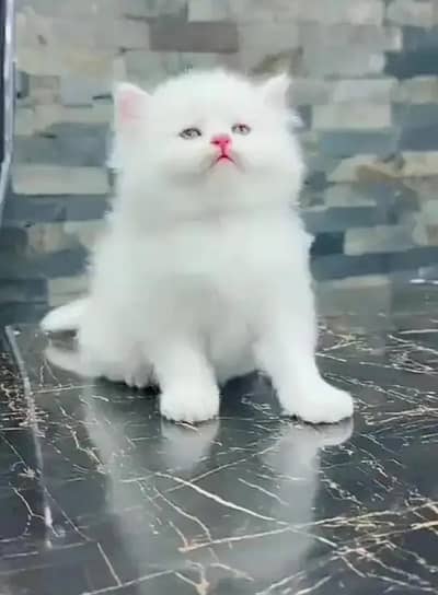 Persian cat for my sale my Watsap Number 03*09*37*11*428