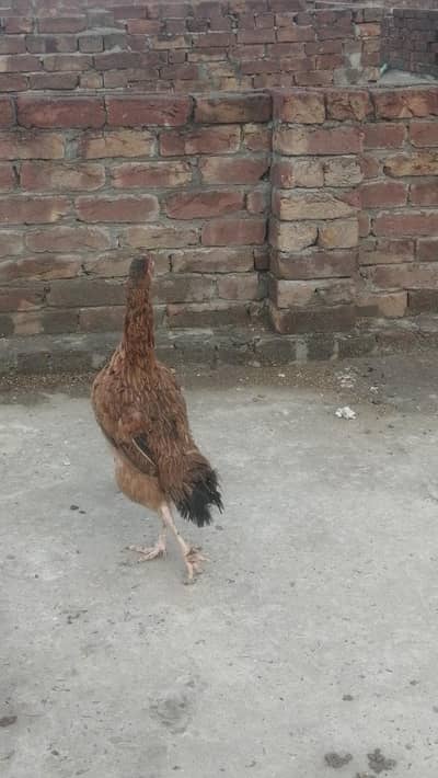 Aseel mugri pure aseel female mainwli sindhi Pakistani mugriyen black