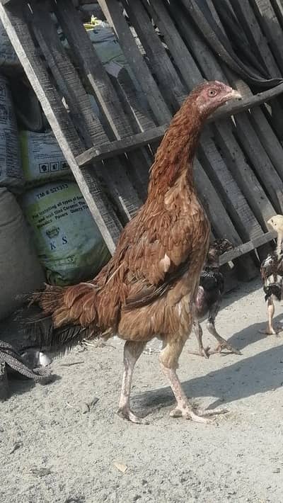 Aseel mugri pure aseel female mainwli sindhi Pakistani mugriyen black