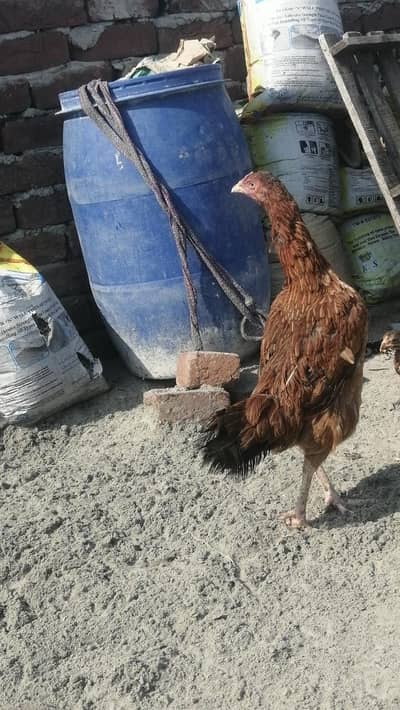 Aseel mugri pure aseel female mainwli sindhi Pakistani mugriyen black
