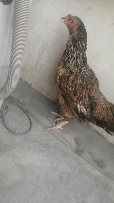 Aseel mugri pure aseel female mainwli sindhi Pakistani mugriyen black