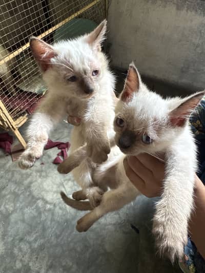 Pure semi kitten pair available