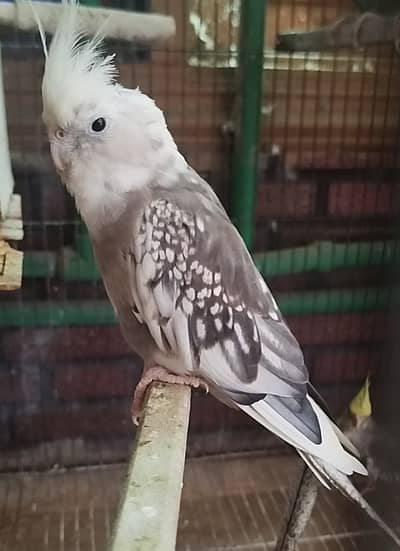 Cockatiels