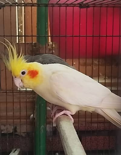 Cockatiels