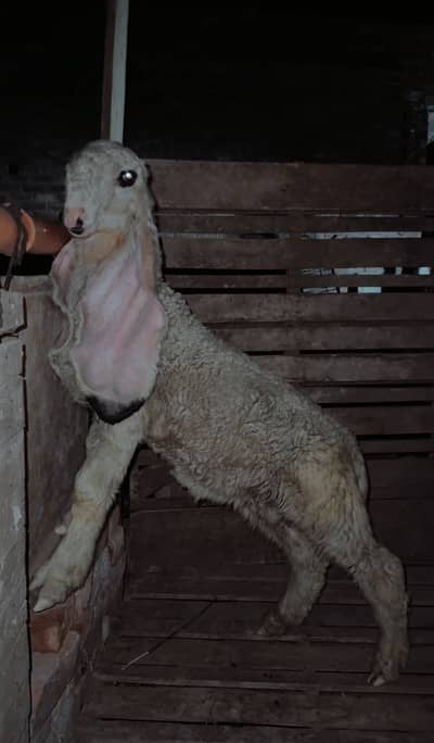 kajla