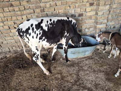 Freezen bachda For Sale in Swabi, Topi