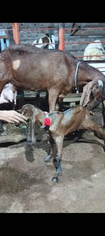 bakri bachy fore sale